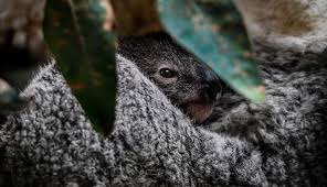 Koala adalah mamalia kecil yang ditemukan di berbagai jenis hutan di wilayah australia tenggara uniknya hewan ini terkenal hanya makan daun pohon eucalyptus. Foto Imutnya Bayi Koala Yang Lahir Di Kebun Binatang Lisbon Global Liputan6 Com