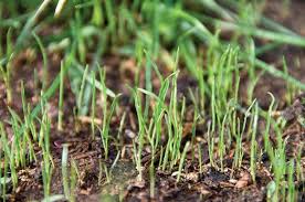 I have just mastered how to grow wheatgrass. How To Plant Grass Seed
