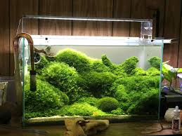Moss Tank Aquascape Aquarium Freshwater Aquarium Plants Nature Aquarium