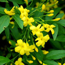 The yellow flowers it produces give it a great pop of color. Buy Jui Chameli Juhi Yellow Flower Plant Online At Plantsguru Com
