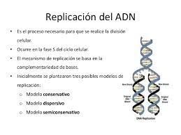 La fase de urbanismo táctico está presupuestado en un millón de euros. Ciclo Celular Replicacion Del Adn Y Reproduccion Celular Tema 8