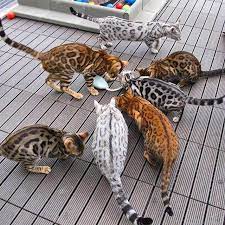 View our available bengal kittens for sale! Bengal Kittens For Sale Adoptapet Com