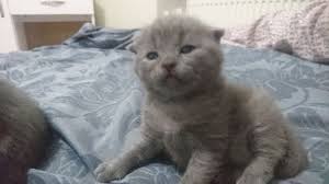 British Ve Scotish Cinsi Kediler 1065 Kedi Ve Scottish Fold
