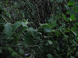 Image result for Cyphostemma heterotrichum