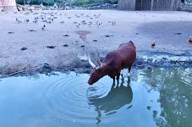 The result is a 5 to 10 percent increase in muscle fibers for crossbred calves. Elevation Of Chaussee De Saint Ghislain 2 Chievres Belgium Topographic Map Altitude Map