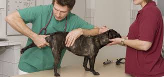 Perform a thorough physical examination.(1) carefully evaluate the scrotum, prescrotal area, inguinal canals, and abdominal cavity. Dog Hip Dysplasia Ultimate Guide For Treatment And Prevention