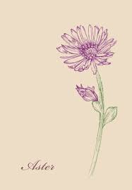 Pin By Yevo On Tats Aster Flower Tattoos Birth Flower Tattoos Aster Tattoo
