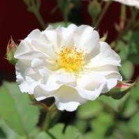 Rarely getting disease for me and constantly in flower darlow, is a great garden rose for those who. Darlow S Enigma