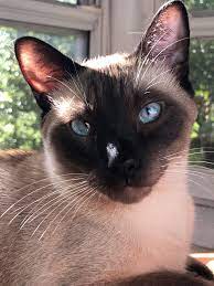 Newton The Siamese Cat Siamese Cats Cats Siamese Kittens