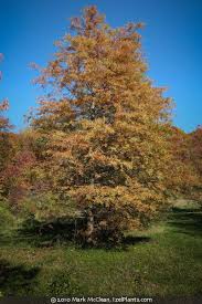 Image result for Taxodium