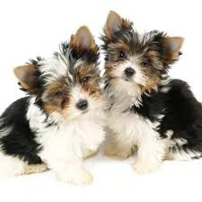 Available Puppies For Sale Pet Dogs Puppies Puppies Animals