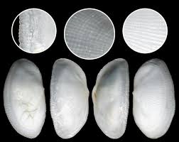 Image result for Galeomma