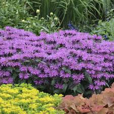 Image result for Monadenium laeve