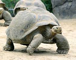 Galapagos Tortoise Galapagos Tortoise Tortoises Islas Galapagos