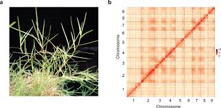 Image result for Cynodon incompletus