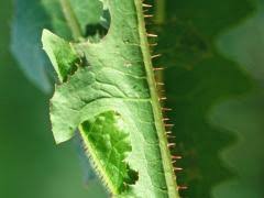 Image result for Lactuca glandulifera