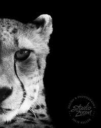 Black And White Cheetah Photography Cheetah Intense Stare Black And White Fine Art Print Animal Photography Cheetah Photos Animal Photography Animals