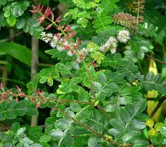 Image result for Cunoniaceae