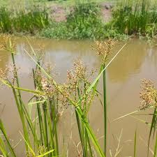 Image result for Scleria poiformis