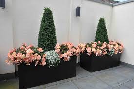 De single is verkrijgbaar via 8ball music. Unbelievable Miss Montreal Begonia Laidback Gardener