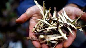 Connecting With Devils Club Harmonic Arts Herbalism Herbal Recipes How To Make Oil