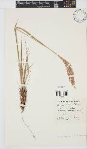 Image result for Bewsia