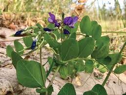Long beach, indiana on wn network delivers the latest videos and editable pages for news & events, including entertainment, music, sports, science and more, sign before becoming a territory, varying cultures of indigenous peoples and historic native americans inhabited indiana for thousands of years. Experimental Reintroduction Of State Endangered Beach Pea Lathyrus Japonicus To Indiana Dunes National Lakeshore U S National Park Service