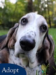 The most common basset hound puppies material is ceramic. Home Carolina Basset Hound Rescue