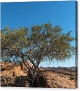 Image result for Boscia albitrunca