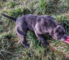 Our pups are massive and grow into huge xl pitbull adults. Muglestons Pitbull Farm Pitbulls For Sale Pit Bulls For Sale Pitbull Kennels Pitbull Dogs Pit Bull Dogs