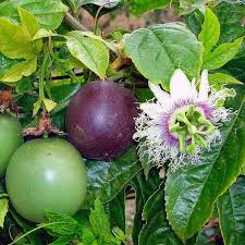 Passiflora Edulis Passiflore Maracuja Fruit De La Passion Passiflore Fleur De La Passion Fruit De La Passion