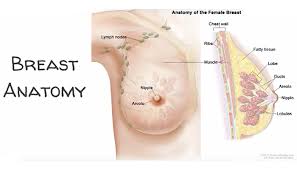 They may refer women to a breast specialist or a surgeon. Breast Cancer Get It Off Your Chest