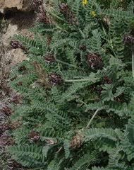 Image result for Aeschynomene chimanimaniensis