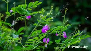 Image result for Tephrosia multijuga