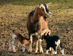 There are several species of goats, all of them native to asia, europe, or northern africa. Experiment Shows Goats Capable Of Recognizing Other Goats By Sight And Sound