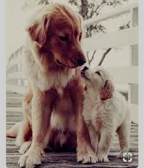Cuddly Dogs Animal Dogs Golden Retriever Dog Training Cute Dogs