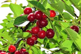 A cherry is the fruit of many plants of the genus prunus, and is a fleshy drupe (stone fruit). Cherries Saw 32 Dollar Growth In 2020