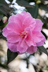 110317 413 Camellia X Williamsii Donation Jpg Flowers Garden Plants Camellia