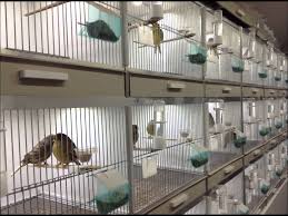 Bird Cages For Sale Near Me Aluminium Parrot Breeding Cages Sangkar Burung Kandang Burung Sangkar