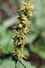 Image result for Cenchrus incertus