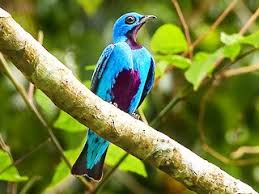 Image result for Cyanotis namuliensis