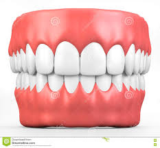 3d Illustration Teeth And Gum Model Stock Illustration Illustration Of Medical Surgery 73853566