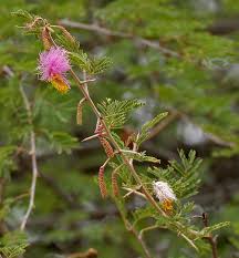 Image result for Dichrostachys