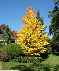 All About Gardening In The Shuswap Check Out Specials At The Garden Centre And Find Info On Garden Demos Informativ Trees To Plant Garden Trees Katsura Tree