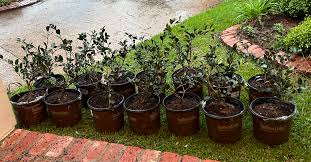 Image result for Wajira grahamiana