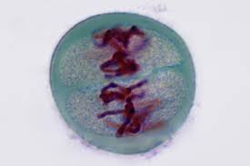 Meiosis occurs in eukaryotic organisms that reproduce sexually. Overview Of The Stages Of Meiosis