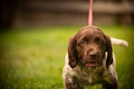 Trained Small Munsterlander Dog for Sale
