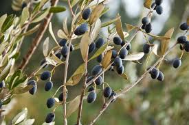 Image result for Olea capensis