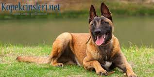 Belçika malinois yavrularımız ırk standartlarında olup aşılı karneli veteriner hekim kontrolünde teslim edilmektedir. Belcika Malinois Ozellikleri Bakimi Nasil Bir Kopektir