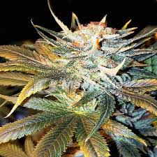 Michka Seeds For Sale 32 Offers To Buy Michka Seeds Online Its always a treat when it comes around. seedsbay